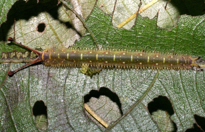 Figura 27. Larva <i>Macrosoma heliconiaria</i></i> (Hedylidae), último estadío (U) vista dorsal, localidad Conguera, Sector Rincón Rain Forest ACG (420m). Voucher: 09-SRNP-40392-DHJ451611.jpg.