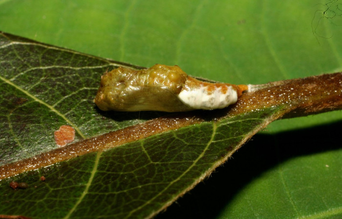 Figura 12. Pupa de <i>Macrosoma bahiata</i></i> (Hedylidae), vista lateral, localidad Quebradona Estación Biológica Quica, Sector Pitilla ACG (475m). Voucher: 10-SRNP-72781-DHJ479632.jpg.