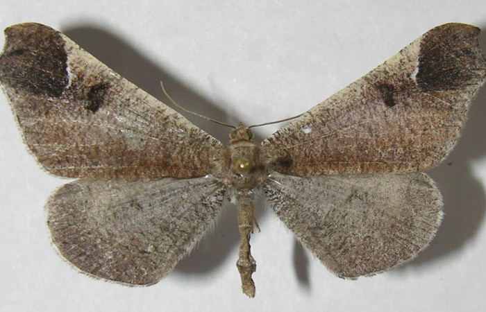 Figura 13. Adulto de <i>Macrosoma bahiata</i></i> (Hedylidae), vista dorsal, localidad Area Administrativa, Sector Santa Rosa ACG (295m). Voucher: 11-SRNP-13968-DHJ553754.jpg.