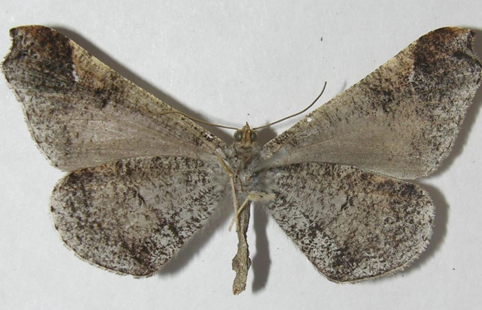 Figura 14. Adulto de <i>Macrosoma bahiata</i></i> (Hedylidae), vista ventral localidad Area Administrativa, Sector Santa Rosa ACG (295m). Voucher: 11-SRNP-13968-DHJ553755.jpg.