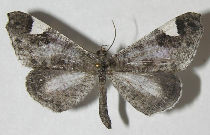 Figura 21. Adulto de <i>Macrosoma conifera</i></i> (Hedylidae), vista dorsal, localidad Estación Biológica Pitilla, Sector Pitilla ACG (675m). Voucher: 11-SRNP-32042-DHJ553752.jpg.