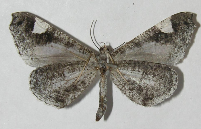 Figura 22. Adulto de <i>Macrosoma conifera</i></i> (Hedylidae), vista ventral, localidad Estación Biológica Pitilla, Sector Pitilla ACG (675m). Voucher: 11-SRNP-32042-DHJ553753.jpg.