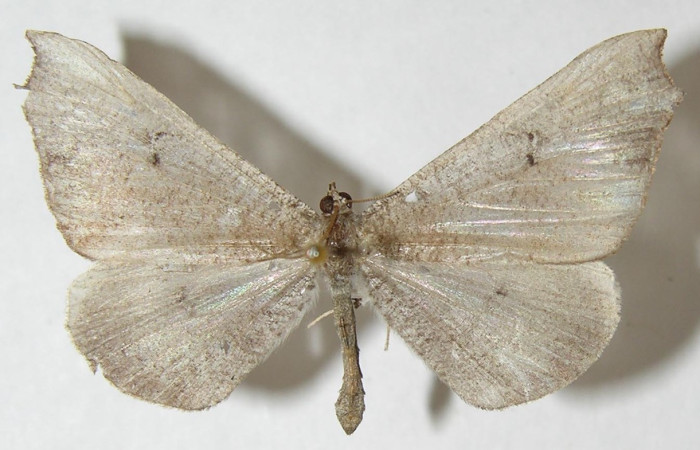 Figura 33. Adulto de <i>Macrosoma rubedinaria</i></i> (Hedylidae), vista dorsal, localidad Quebradona Estación Biológica Quica Sector Pitilla ACG (475m). Voucher: 11-SRNP-70012-DHJ548366.jpg.