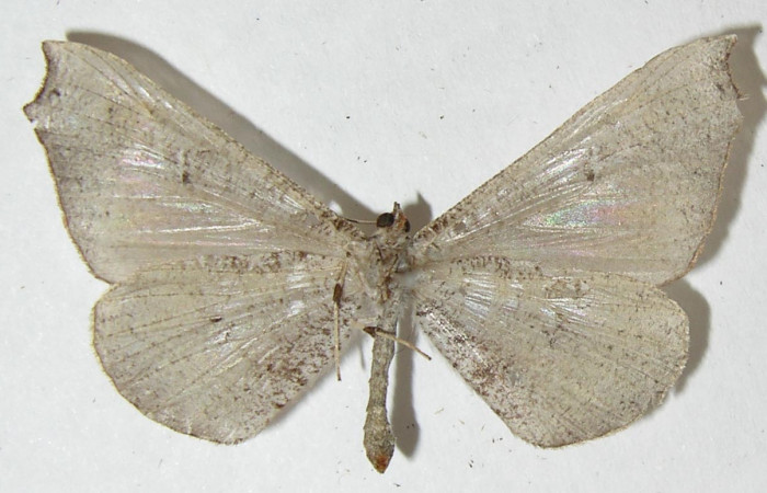 Figura 34. Adulto de <i>Macrosoma rubedinaria</i></i> (Hedylidae),  vista ventral, localidad Quebradona Estación Biológica Quica, Sector Pitilla ACG (475m). Voucher: 11-SRNP-70012-DHJ548367.jpg.