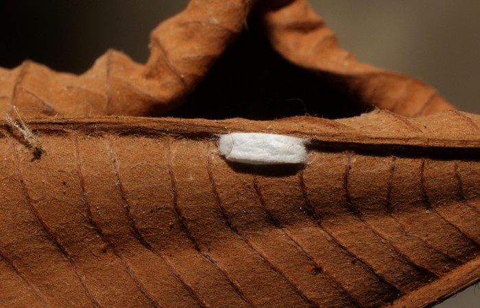 Figura 10. Restos de capullo de parásito <i>Apanteles</i></i> Rodriguez268 (Braconidae) que ataca <i>Macrosoma hyacinthina</i></i> (Hedylidae), localidad Bullas Estación Biológica Quica, Sector Pitilla ACG (440m). Voucher: 11-SRNP-71703-DHJ802297.jpg.