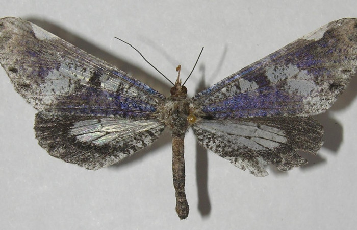 Figura 1. Adulto de <i>Macrosoma hyacinthina</i></i> (Hedylidae), vista dorsal, localidad Bullas Estación Biológica Quica, Sector Pitilla ACG (440m). Voucher: 11-SRNP-71763-DHJ553748.jpg.