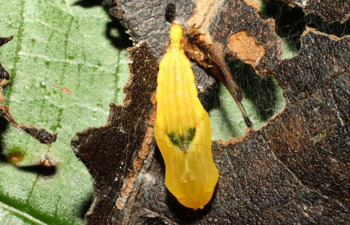 Figura 32. Pupa de <i>Macrosoma rubedinaria</i></i> (Hedylidae), vista dorsal, localidad Naranjales, Sector Cacao ACG (1030m). Voucher: 13-SRNP-36652-DHJ490477.jpg.