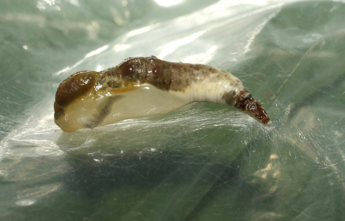 Figura 20. Pupa de <i>Macrosoma conifera</i></i> (Hedylidae), vista lateral, localidad Estación Biológica Cacao, Sector Cacao ACG (1150m). Voucher: 14-SRNP-35269-DHJ490690.jpg.