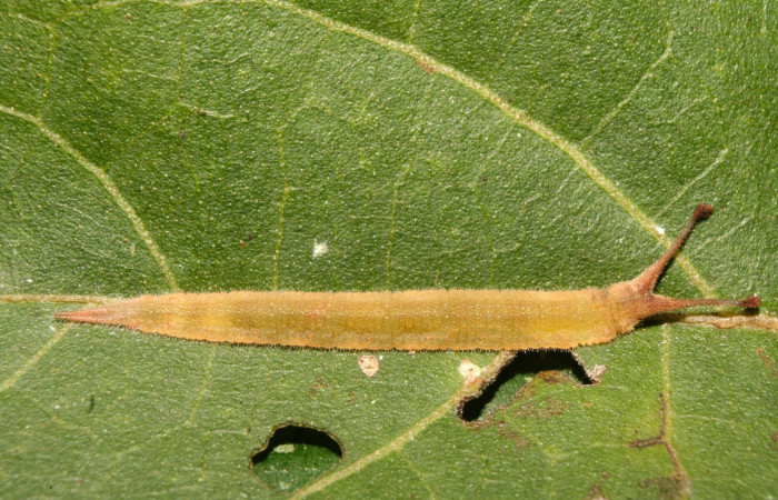Figura 31. Larva <i>Macrosoma rubedinaria</i></i> (Hedylidae), penúltimo estadío (PU) vista dorsal, localidad Bullas Estación Biológica Quica, Sector Pitilla ACG (440m). Voucher: 14-SRNP-70348-DHJ722027.jpg.