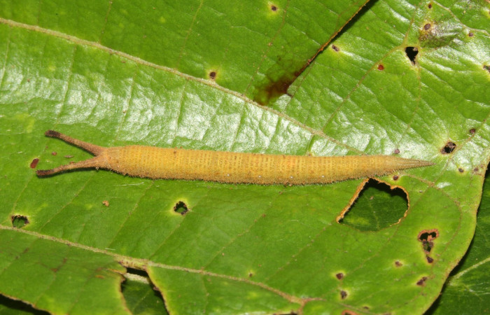 Figura 2. Larva <i>Macrosoma hyacinthina</i></i> (Hedylidae), último estadío (U) vista dorsal, localidad Estación Biológica Caribe, Sector Rincón Rain Forest ACG (415m). Voucher: 19-SRNP-41947-DHJ767806.jpg.