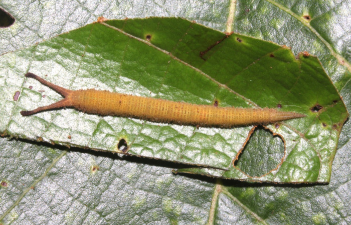 Figura 3. Larva <i>Macrosoma hyacinthina</i></i> (Hedylidae), último estadío (U) vista dorsal, localidad Estación Biológica Caribe, Sector Rincón Rain Forest ACG (415m). Voucher: 19-SRNP-41947-DHJ767808.jpg.
