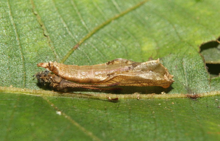 Figura 28. Pupa de <i>Macrosoma heliconiaria</i></i> (Hedylidae), vista lateral, localidad Pasmompa Sector Pitilla ACG (440m). Voucher: 20-SRNP-70250-DHJ752660.jpg.