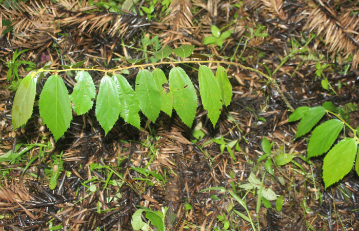 Figura 37. Planta hospedera de <i>Macrosoma hyacinthina</i></i> (Hedylidae), esta planta se llama <i>Luehea speciosa</i></i> (Malvaceae), localidad Medrano Estación Biológica Quica, Sector Pitilla ACG (380m), foto: Ricardo Calero 05 Octubre 2023.