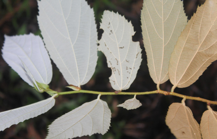 Figura 38. Planta hospedera de <i>Macrosoma hyacinthina</i></i> (Hedylidae), esta planta se llama <i>Luehea speciosa</i></i> (Malvaceae), vista envés de las hojas, localidad Medrano Estación Biológica Quica, Sector Pitilla ACG (380m), foto: Ricardo Calero 05 Octubre 2023.