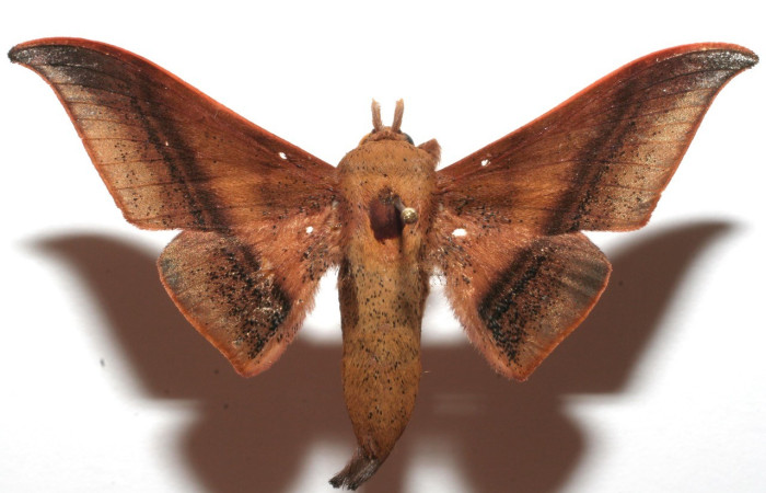 Figura 10. Adulto de <i>Cicinnus</i></i> Janzen71 (Mimallonidae), vista dorsal. Voucher 07-SRNP-109485-DHJ619449.jpg.