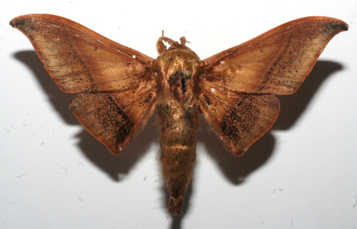 Figura 9. Adulto de <i>Cicinnus</i></i> Janzen71 (Mimallonidae), vista dorsal. Voucher 10-SRNP-107226-DHJ652101.jpg