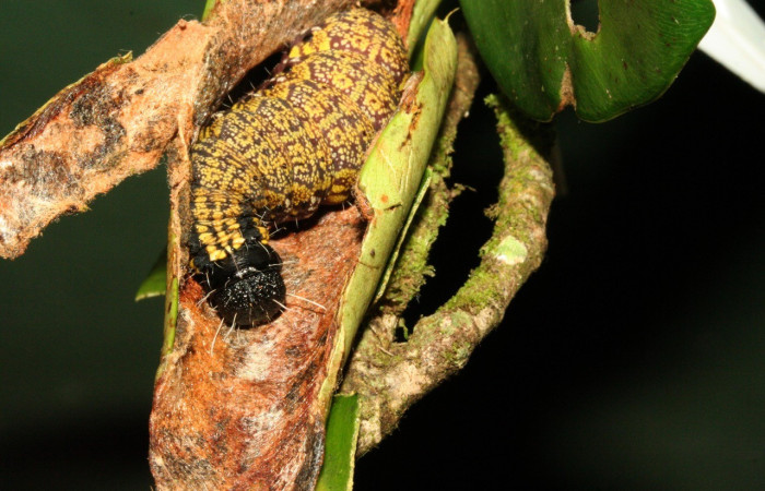 Figura 1. <i>Cicinnus</i></i> Janzen71 (Mimallonidae), larva en último estadio, posición dorsal y frontal, Sector San Cristóbal. Voucher 11-SRNP-3483-DHJ486830.jpg.
