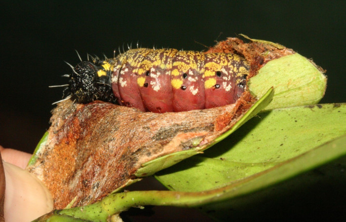 Figura 5. <i>Cicinnus</i></i> Janzen71 (Mimallonidae), último estadio, posición dorsal, Sector San Cristóbal. Voucher 11-SRNP-3483-DHJ486831.jpg.