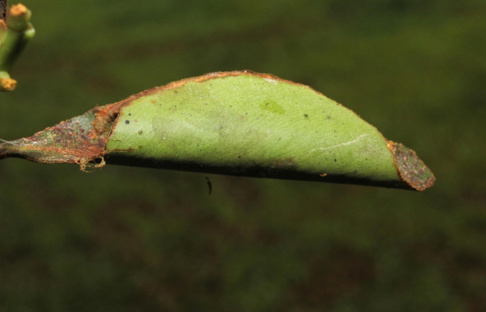 Figura 6. Casa de <i>Cicinnus</i></i> Janzen71 (Mimallonidae), último estadio. Voucher 17-SRNP-72646-DHJ741004.jpg.