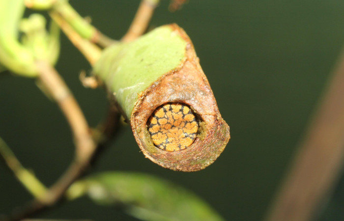 Figura 8. Casa de <i>Cicinnus</i></i> Janzen71 (Mimallonidae), posición tracera, último estadio. Voucher17-SRNP-72646-DHJ741005.jpg.