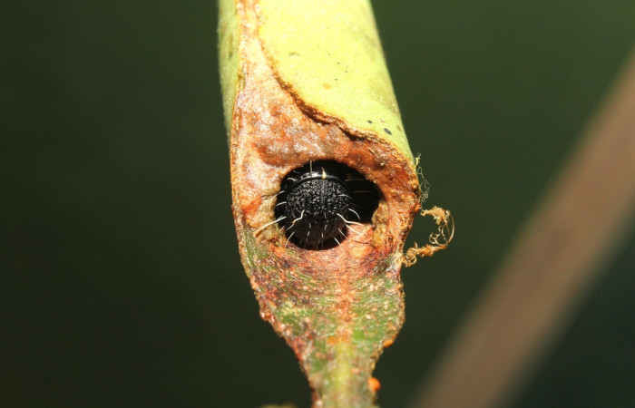 Figura 7. Casa de <i>Cicinnus</i></i> Janzen71 (Mimallonidae), posición frontal, último estadio. Voucher17-SRNP-72646-DHJ741006.jpg.