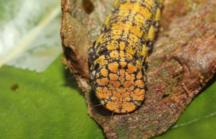 Figura 4. <i>Cicinnus</i></i> Janzen71 (Mimallonidae), penúltimo estadio, posición tracera, Estación Quica. Voucher 417-SRNP-72646-DHJ741011.jpg.