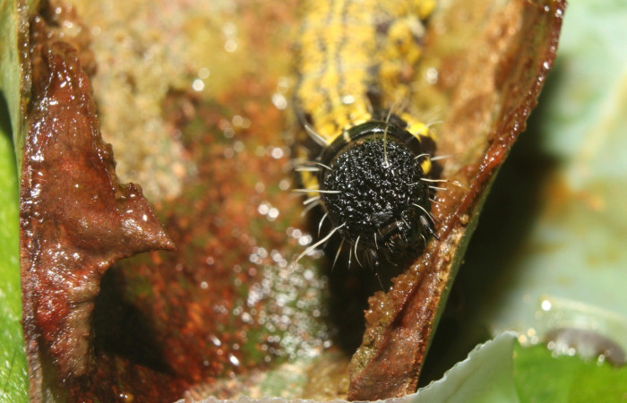 Figura 3. <i>Cicinnus</i></i> Janzen71 (Mimallonidae), penúltimo estadio, posición frontal, Estación Quica. Voucher  17-SRNP-72646-DHJ741013.jpg.