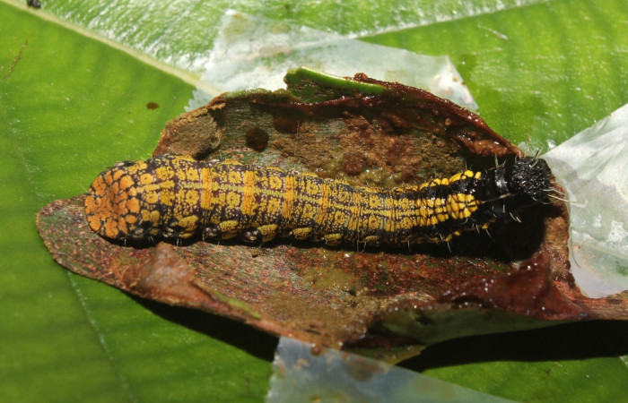 Figura 2. <i>Cicinnus</i></i> Janzen71 (Mimallonidae), larva en último estadio, posición dorsal, Sector San Cristóbal. Voucher 17-SRNP-72646-DHJ741014.jpg.