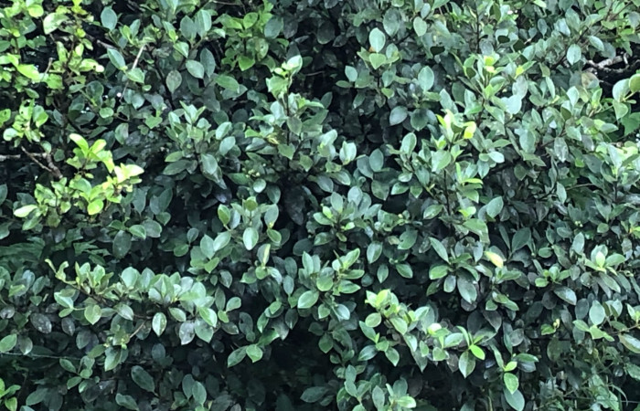 Figura 11. <i>Clusia minor</i></i> (Clusiaceae) planta hospedera de <i>Cicinnus</i></i> Janzen71 (Mimallonidae). Foto Gloria Sihezar. Sendero Piñal 30 septiembre 2023.