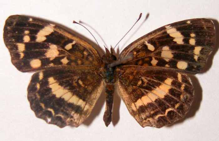 Figura 18. Adulto de <i>Anthanassa tulcis</i></i> (Nymphalidae),  hembra vista dorsal, localidad, Quebrada Puercos Sector Santa Rosa ACG (155m). Voucher 02-SRNP-32248-DHJ34774.jpg.