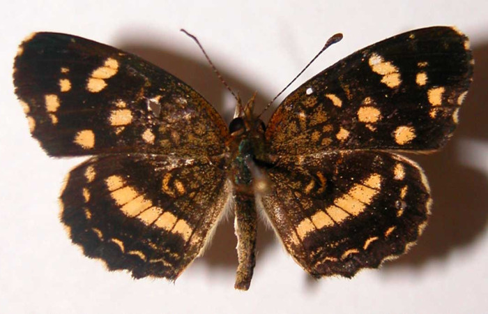 Figura 17. Adulto de <i>Anthanassa tulcis</i></i> (Nymphalidae),  macho vista dorsal, localidad, Quebrada Puercos Sector Santa Rosa ACG (155m). Voucher; 02-SRNP-32251-DHJ34772.jpg.
