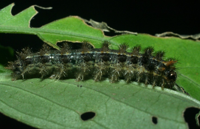 Figura 13. Larva <i>Anthanassa tulcis</i></i> (Nymphalidae), en último estadío (U), vista lateral, localidad Vado Esteron Sector Horizonte ACG (95m). DHJ463770.jpg.