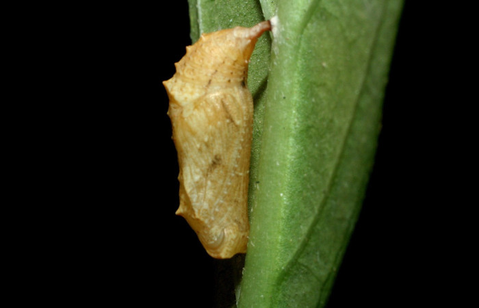 Figura 15. Pupa de <i>Anthanassa tulcis</i></i> (Nymphalidae), vista lateral, localidad, Vado Esteron, Sector Horizontes, ACG (95m) Voucher: 09-SRNP-15100-DHJ463780.jpg.