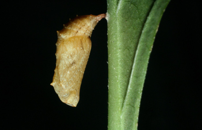 Figura 16. Pupa de <i>Anthanassa tulcis</i></i> (Nymphalidae), vista lateral, localidad, Vado Esteron, Sector Horizontes, ACG (95m) Voucher: 09-SRNP-15100-DHJ463782.jpg.