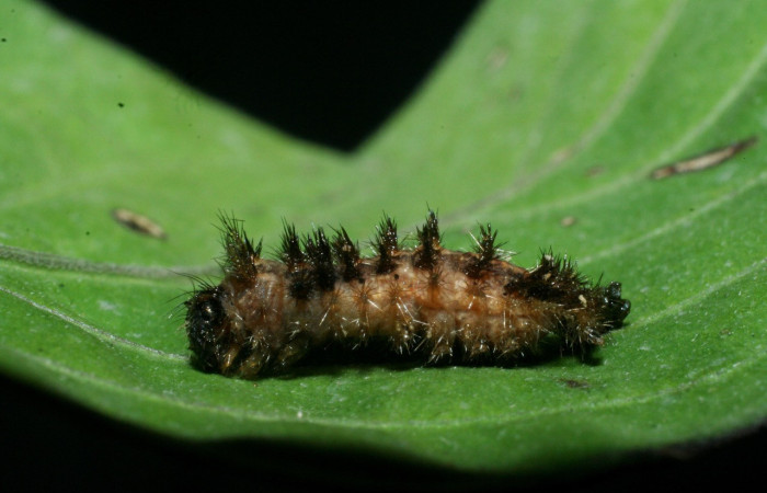 Figura 5. Prepupa de <i>Anthanassa frisia</i></i> (Nymphalidae), en estado de prepupa, mostrando parte lateral, localidad Vado Esteron, Sector Horizonte ACG (95m). Voucher:09-SRNP-15108-DHJ463783.jpg.
