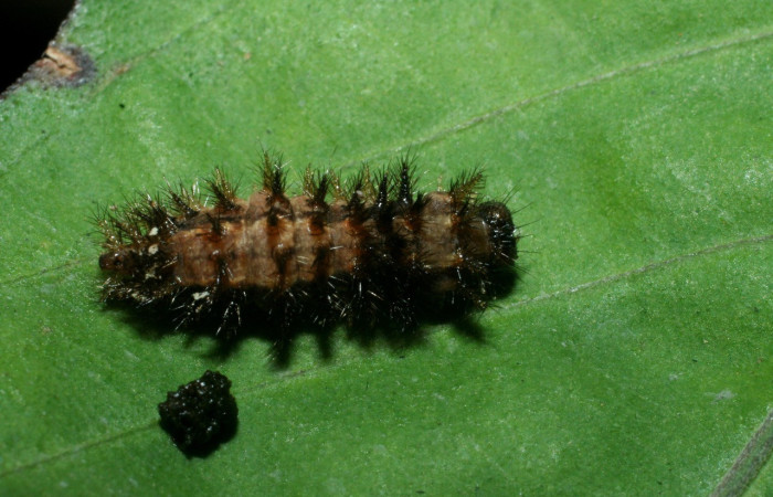 Figura 6. Prepupa de <i>Anthanassa frisia</i></i> (Nymphalidae), en estado de prepupa, mostrando parte dorsal, ocalidad Vado Esteron, Sector Horizonte ACG (95m). Voucher: 09-SRNP-15108-DHJ463784.jpg.
