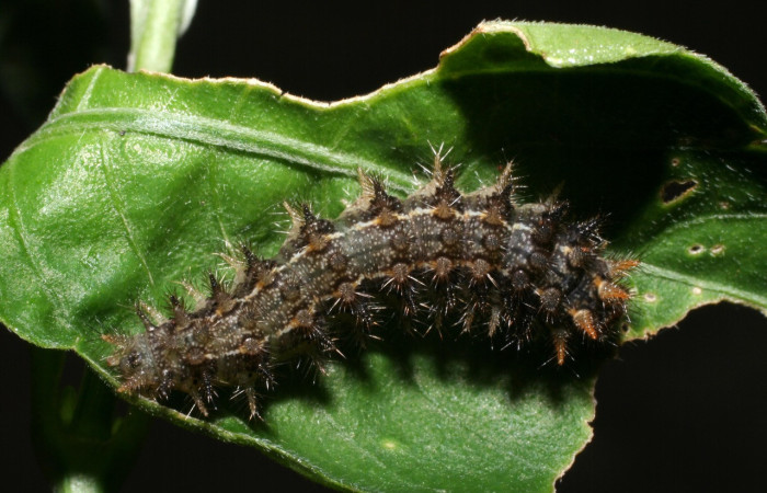 Figura 14. Larva <i>Anthanassa tulcis</i></i> (Nymphalidae), en último estadío (U), vista dorsal, localidad Camino Pozo Tres Sector Mundo Nuevo ACG (773m). Voucher: 09-SRNP-57040-DHJ460496.jpg.