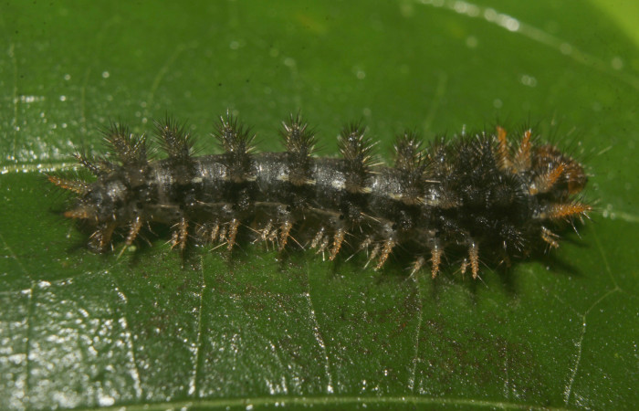 Figura 4. Larva <i>Anthanassa frisia</i></i> (Nymphalidae), en último estadío (U), vista lateral, localidad Medrano Estación Biológica Quica Sector Pitilla ACG (440m). Voucher: 23-SRNP-71494-DHJ782568.jpg.