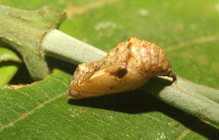 Figura 7. Pupa de <i>Anthanassa frisia</i></i> (Nymphalidae), vista lateral, localidad Medrano Estación Biológica Quica Sector Pitilla ACG (440m) Voucher: 23-SRNP-71494-DHJ782574.jpg.
