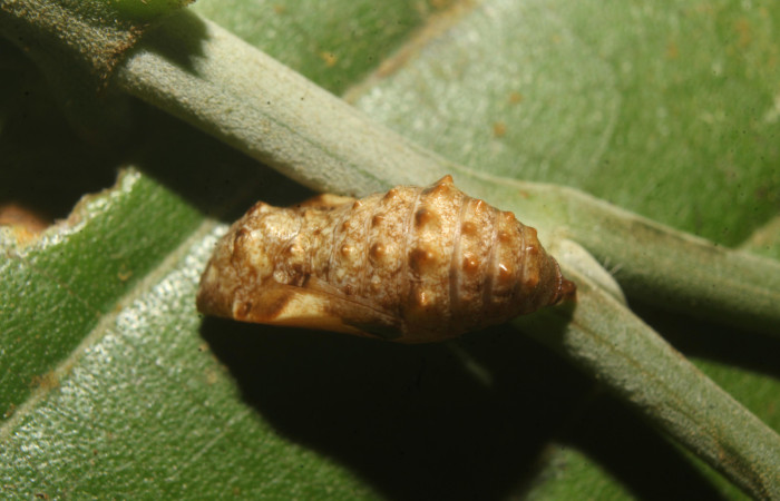 Figura 8. Pupa de <i>Anthanassa frisia</i></i> (Nymphalidae), vista dorsal, localidad Medrano Estación Biológica Quica Sector Pitilla ACG (440m). Voucher: 23-SRNP-71494-DHJ782575.jpg.
