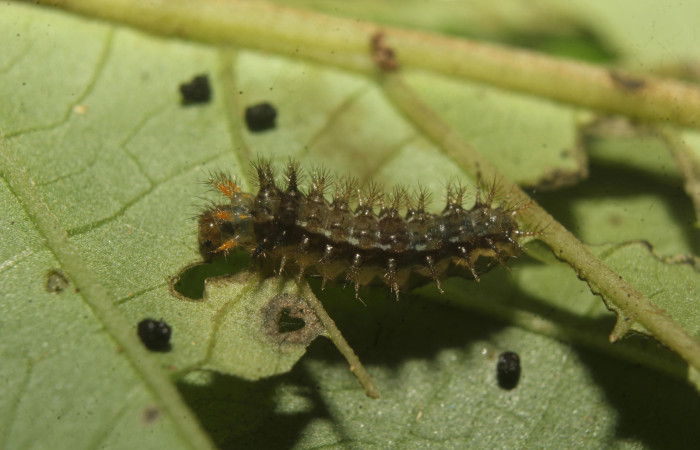 Figura 2. Larva <i>Anthanassa frisia</i></i> (Nymphalidae), en tercer estadío (PPU) vista lateral, localidad Medrano Estación Biológica Quica, Sector Pitilla ACG (380m). Voucher: 23-SRNP-71636-DHJ782712.jpg.
