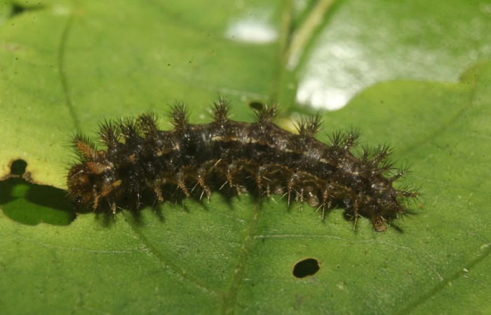 Figura 3. Larva <i>Anthanassa frisia</i></i> (Nymphalidae), en penúltimo estadío (PU), vista lateral, localidad Medrano Estación Biológica Quica Sector Pitilla ACG (440m). Voucher: 23-SRNP-71637-DHJ782742.jpg.
