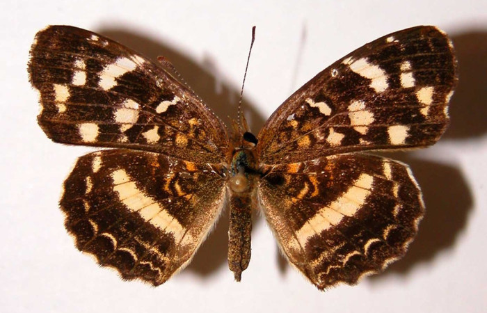Figura 9. Adulto de <i>Anthanassa frisia</i></i> (Nymphalidae),  macho vista dorsal, localidad Quebrada Vaca Blanca, Sector Santa Rosa ACG (280m). Voucher 94-SRNP-9965.31-DHJ34038.jpg.