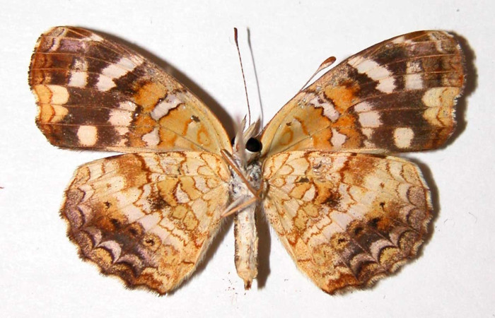 Figura 10. Adulto de <i>Anthanassa frisia</i></i> (Nymphalidae),  macho vista ventral, localidad Quebrada Vaca Blanca, Sector Santa Rosa ACG (280m). Voucher 94-SRNP-9965.31-DHJ34039.jpg.