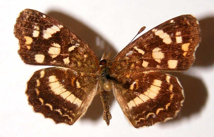 Figura 11. Adulto de <i>Anthanassa frisia</i></i> (Nymphalidae),  hembra vista dorsal, localidad Quebrada Vaca Blanca, Sector Santa Rosa ACG (280m). Voucher 94-SRNP-9965.39-DHJ34040.jpg.