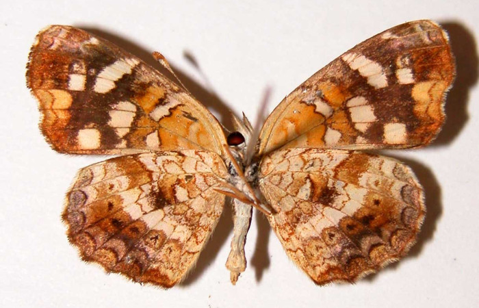 Figura 12. Adulto de <i>Anthanassa frisia</i></i> (Nymphalidae),  hembra vista ventral, localidad Quebrada Vaca Blanca, Sector Santa Rosa ACG (280m). Voucher 94-SRNP-9965.39-DHJ34041.jpg.