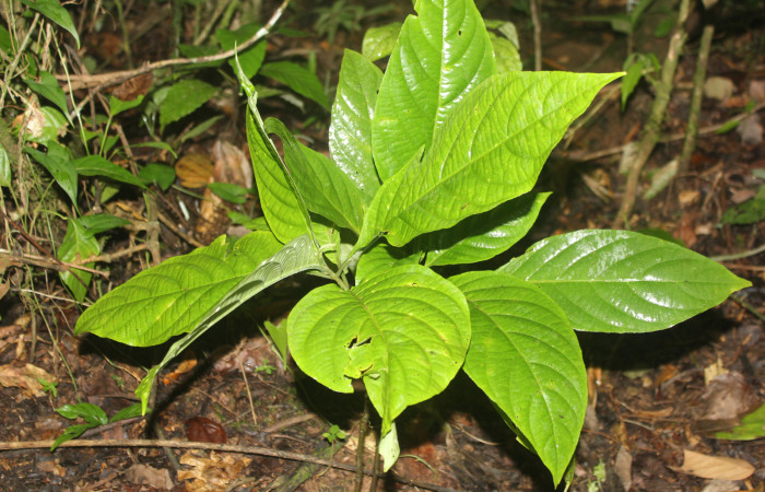 Figura 19. Planta hospedera de <i>Anthanassa frisia</i></i> (Nymphalidae, esta planta se llama <i>Justicia aurea</i></i> (Acanthaceae), localidad Medrano Estación Biológica Quica Sector Pitilla ACG (440m) foto: Ricardo Calero 07 Octubre 2023.