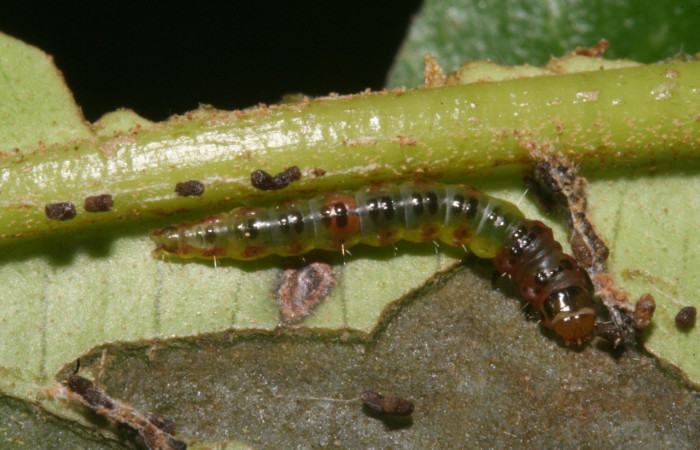 Figura 1. Larva <i>Rectiostoma annemayae</i></i> (Depressariidae), color verde, posición dorsal, mide 13 mm
aproximadamente. Planta hospedera <i>Blakea scarlatina</i></i> (Melastomataceae). Voucher: 11-SRNP-44509-
DHJ488986.jpg.