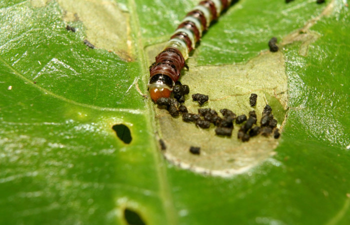 Figura 10. Larva <i>Rectiostoma eowilsoni</i></i> (Depressariidae), color morado con anillos color blancos, posición frontal, mide 10 mm aproximadamente. Planta hospedera <i>Staphylea occidentalis</i></i> (Staphyleaceae). Voucher: 13- SRNP-70428-DHJ702128.jpg.