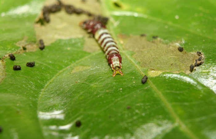 Figura 11. Larva <i>Rectiostoma eowilsoni</i></i> (Depressariidae), color morado con anillos color blancos, posición parte tracera, mide 10 mm aproximadamente. Planta hospedera <i>Staphylea occidentalis</i></i> (Staphyleaceae). Voucher: 13- SRNP-70428-DHJ702127.jpg.